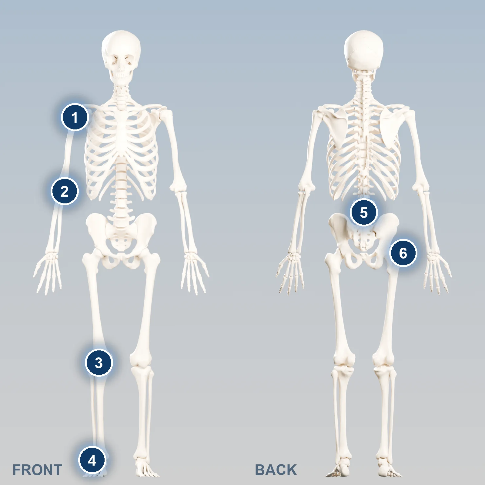 Front and back 3D skeletons with numbered markers at the shoulder, elbow, knee, ankle, low back, and hip