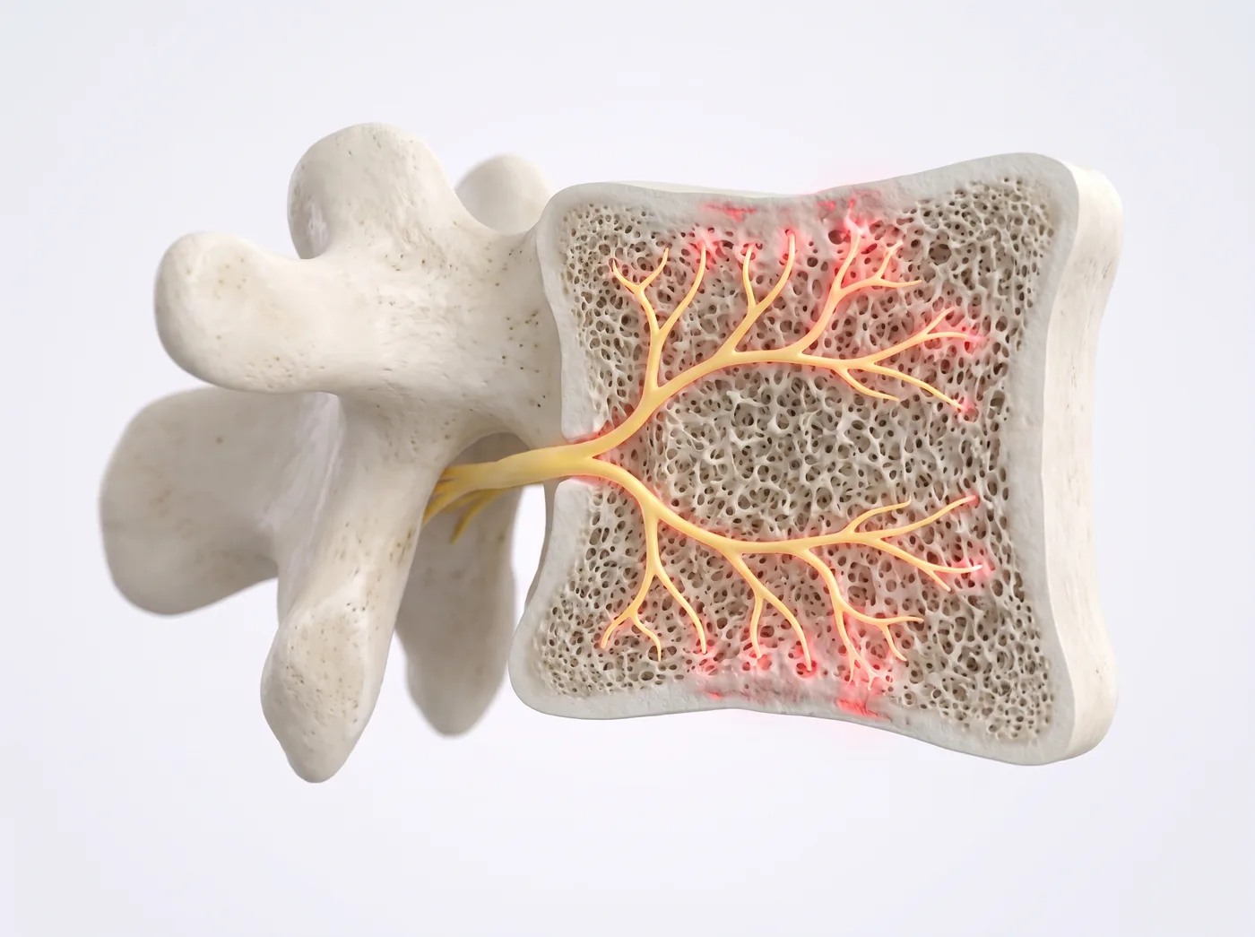 A nerve inside the bone — medical illustration