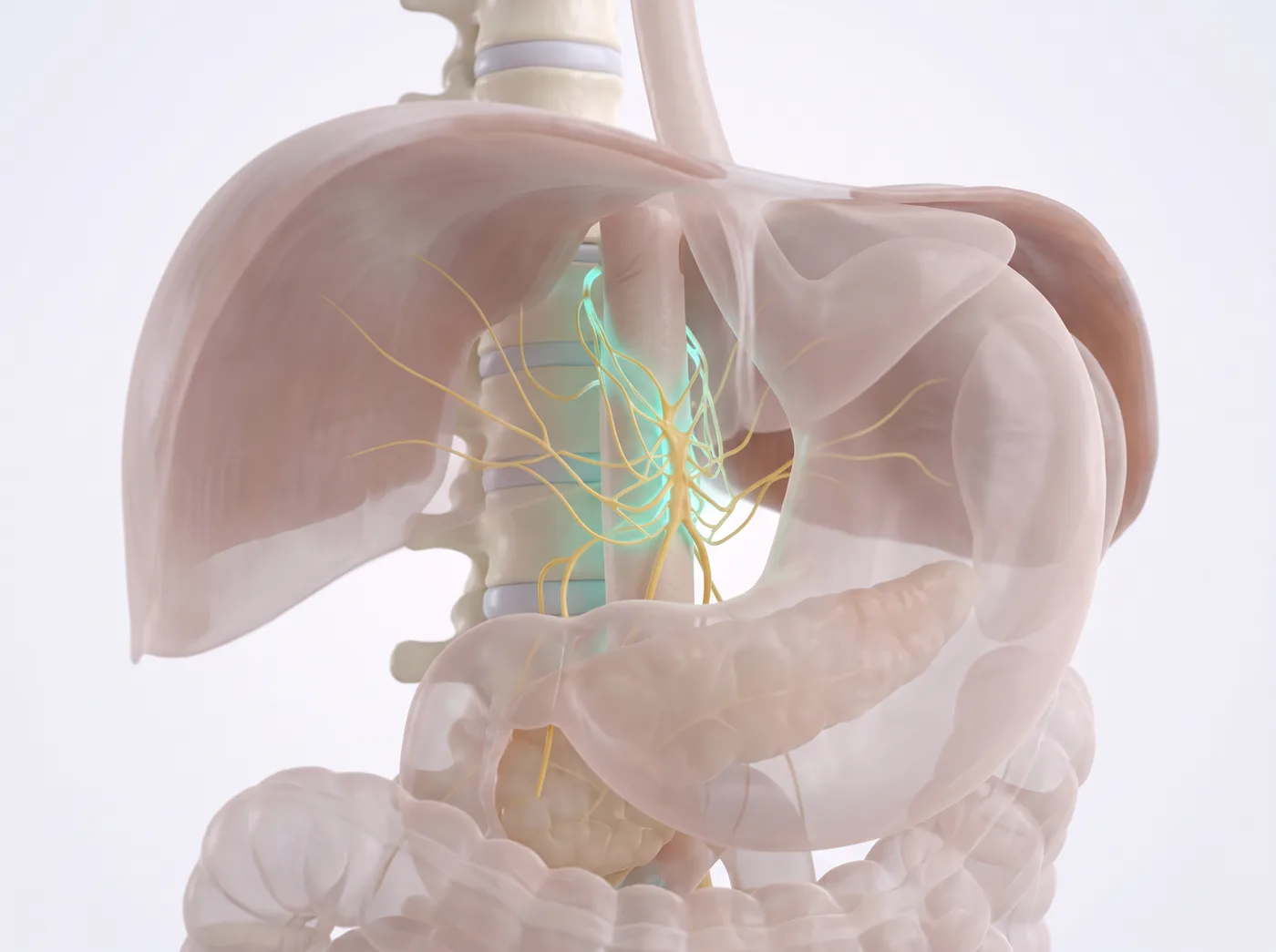 The web — medical illustration