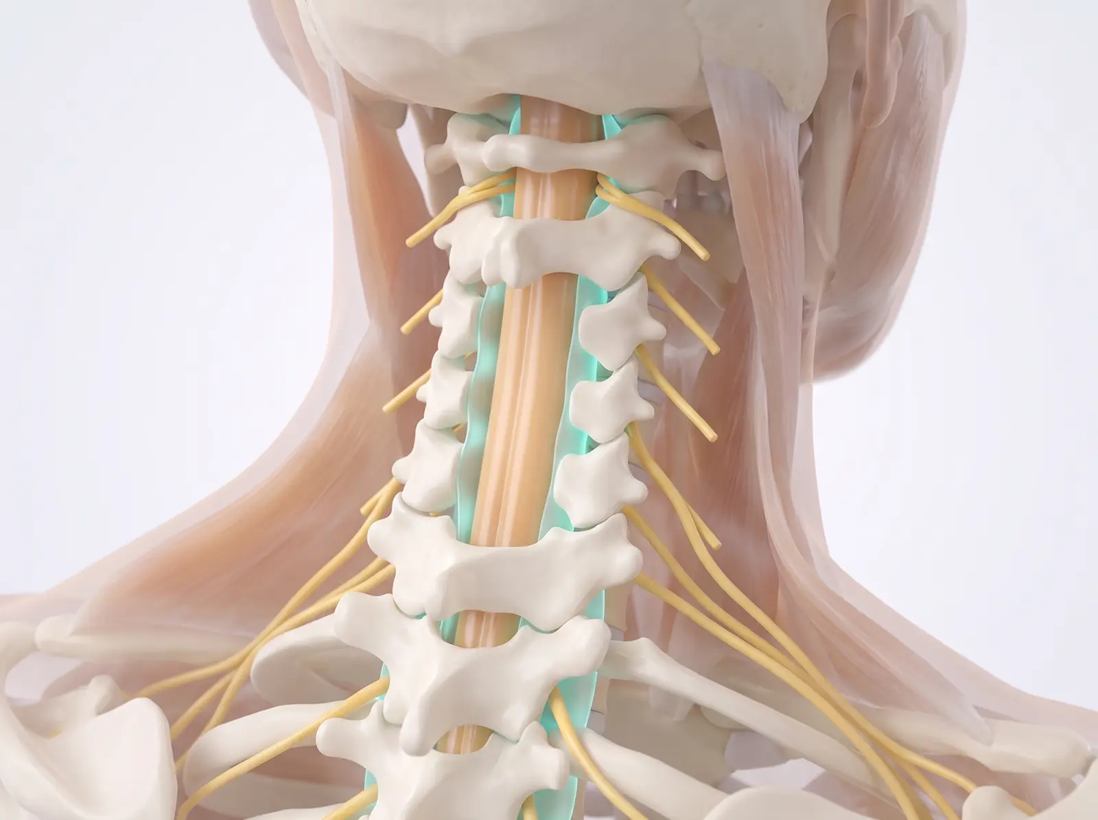 The anatomy — medical illustration