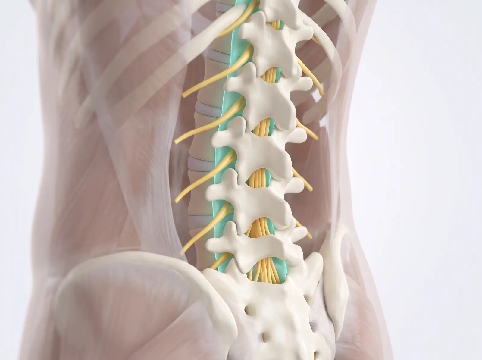 The anatomy — medical illustration
