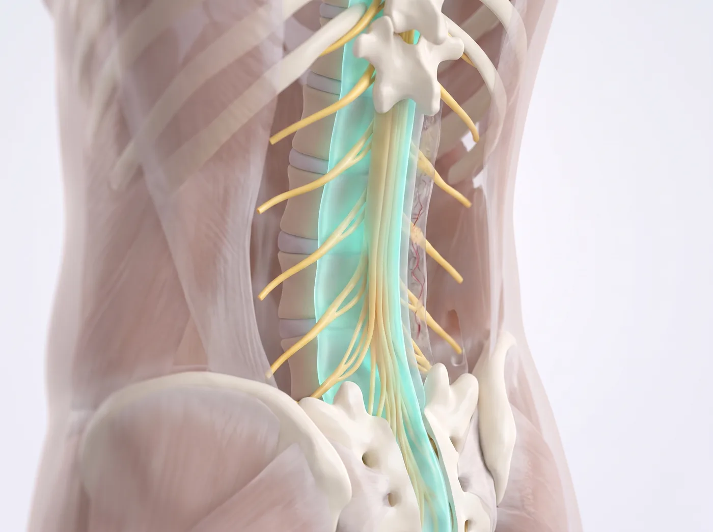 The target compartment — medical illustration