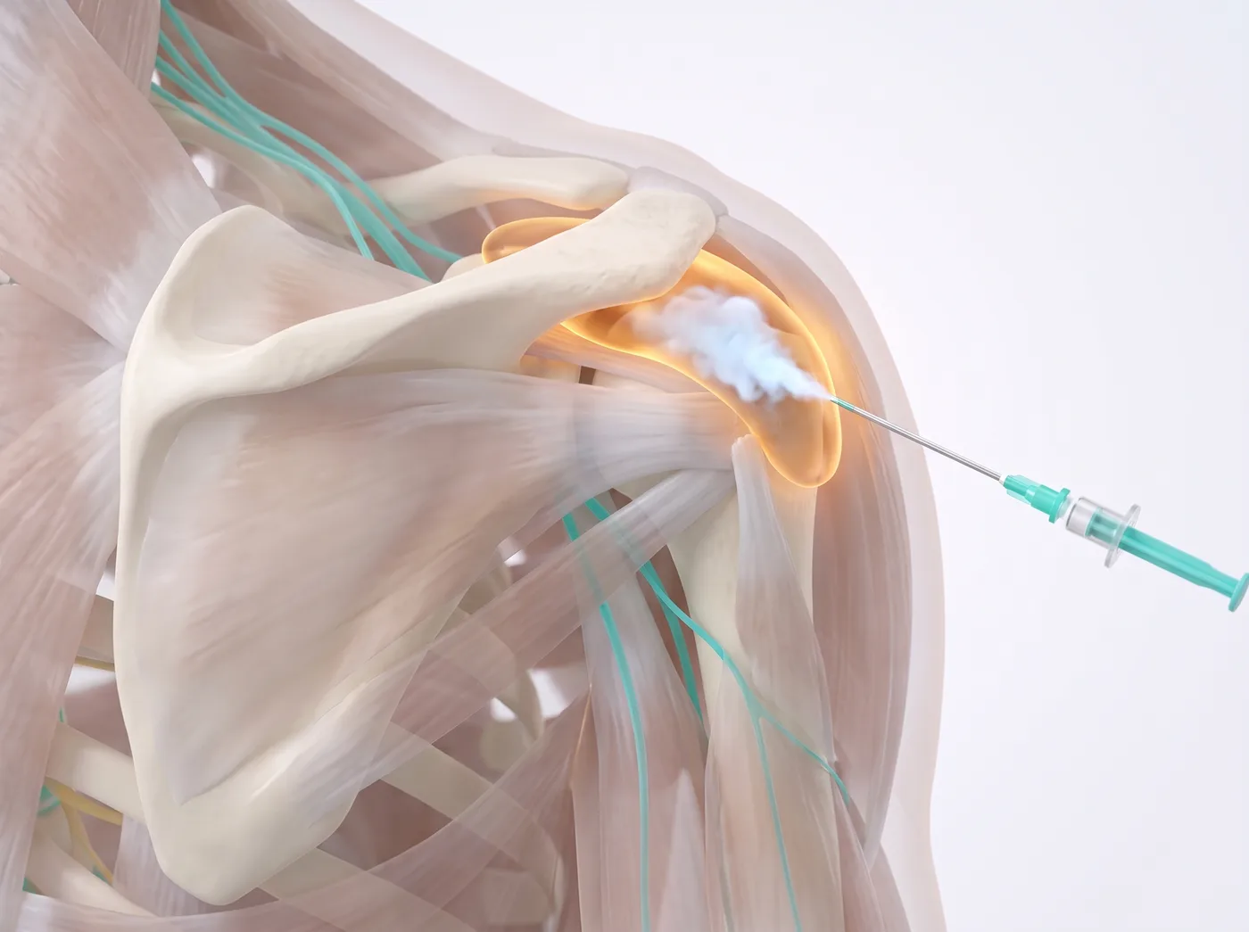 The bursa — medical illustration
