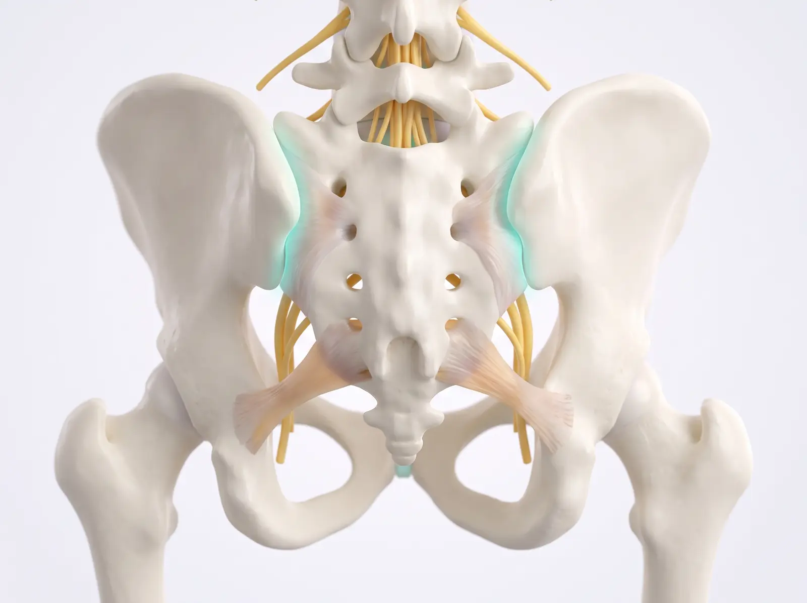 The anatomy — medical illustration