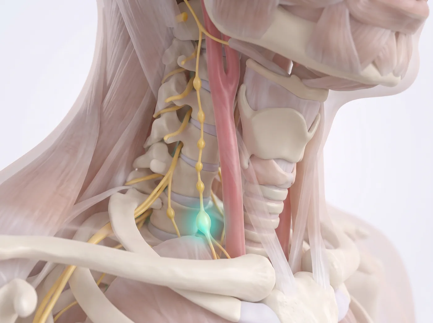 The junction box — medical illustration