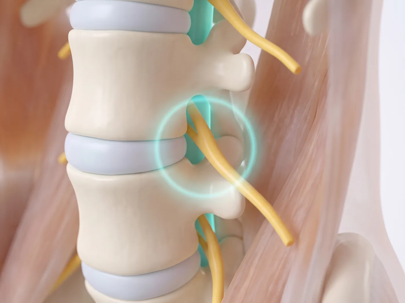 The nerve's doorway — medical illustration