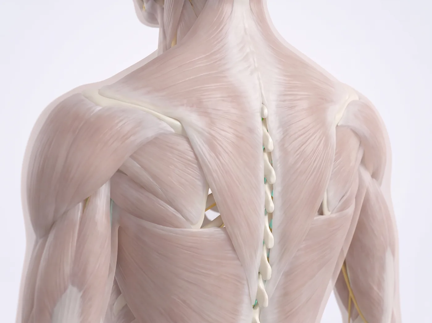 After — medical illustration